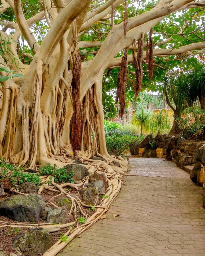 Jardín Botánico Viera y Clavijo: toda Canarias cabe en un solo jardín | Casa El Drago