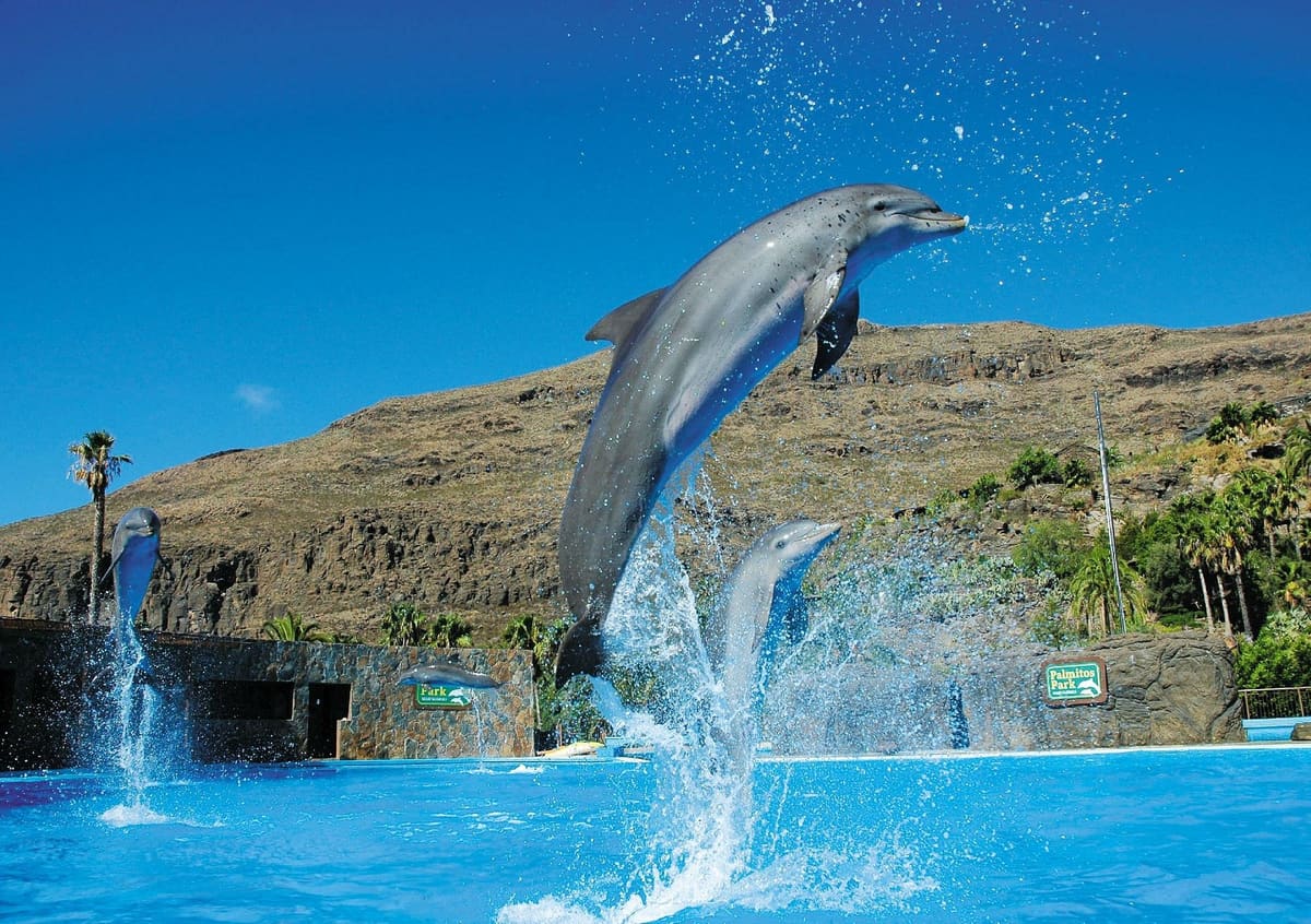Palmitos Park: el oasis de palmeras que ahora también hace de zoo | Casa El Drago